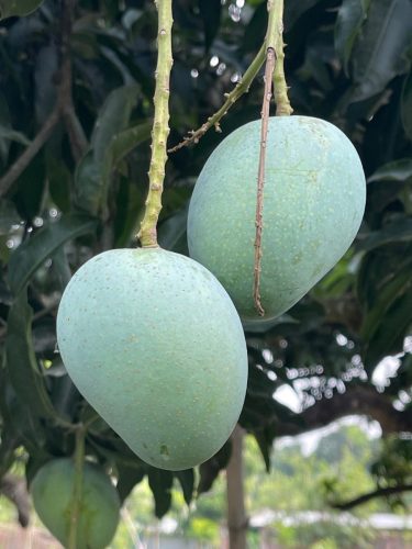 Mangos