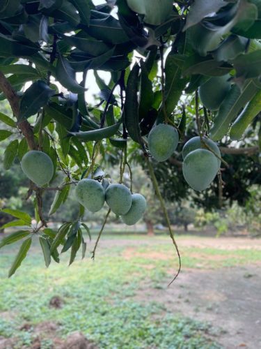 Mangos