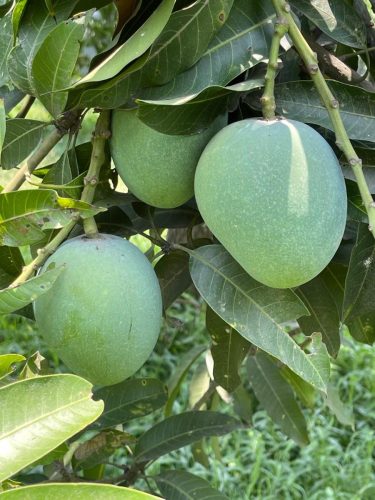 Mangos