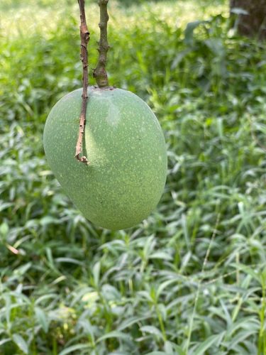 Mangos