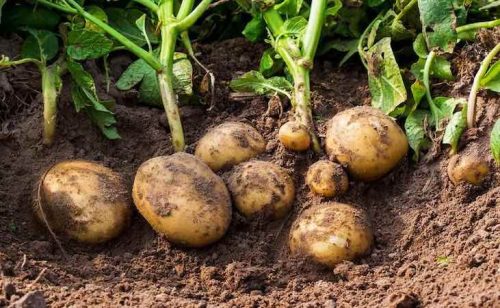 digging-potatoes