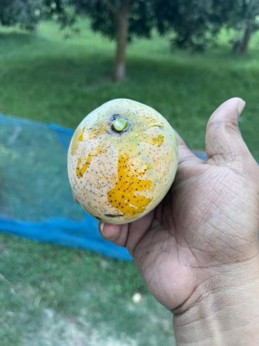 Mangos